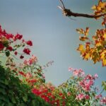 Chinon-3653