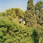 Chinon-3660
