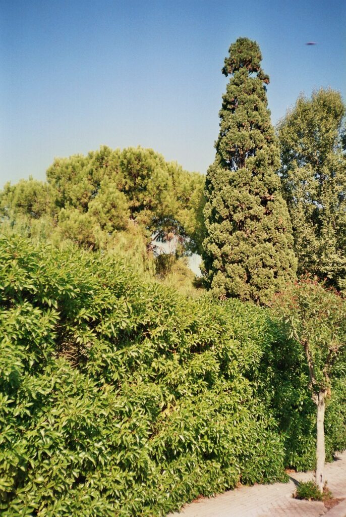 Chinon-3660