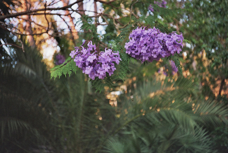 Olympus 35 RC-5198