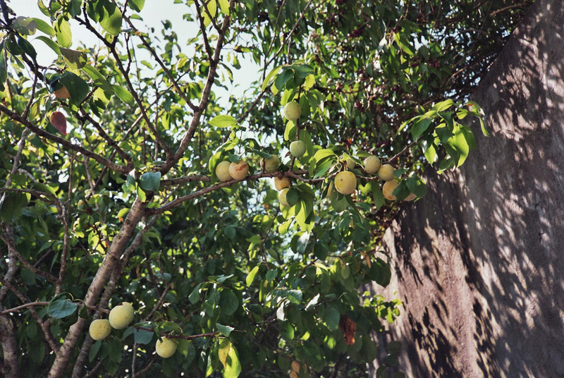 Olympus 35 RC-5200