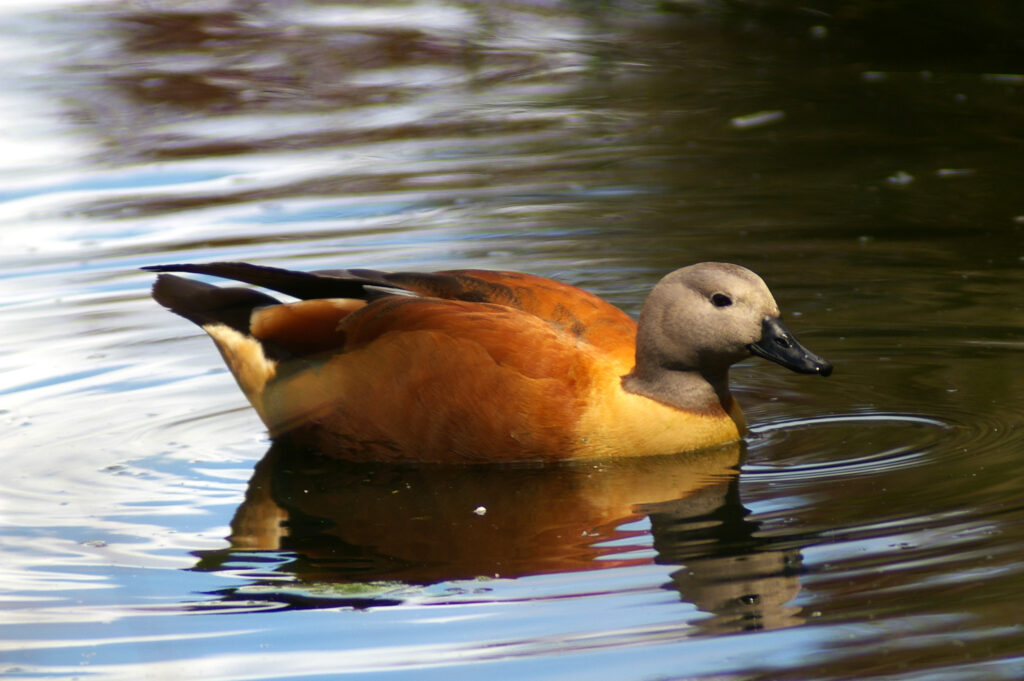 Komura 400/6.3-4360