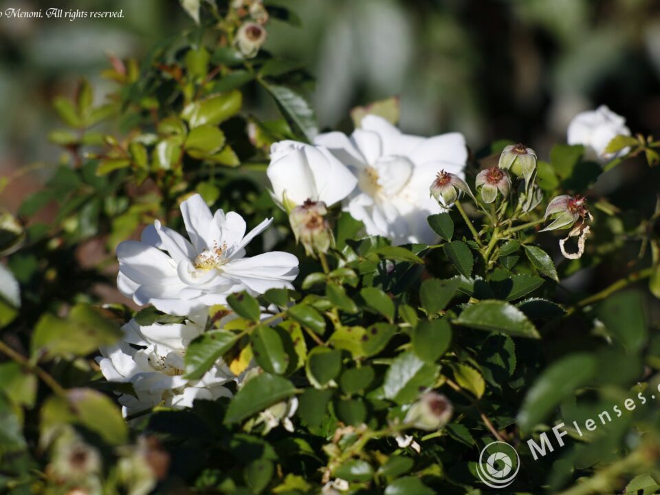 Leica Elmarit R 180mm f2.8 last version