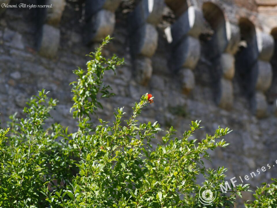 Carl Zeiss Contax Planar 85mm f1.4