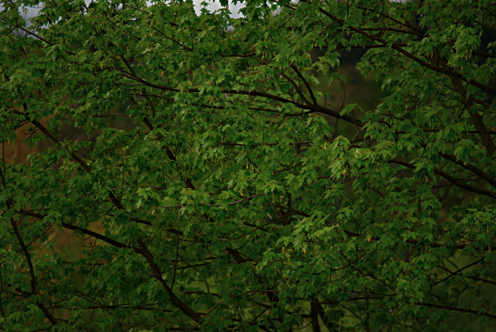 Enna München Tele-Ennalyt 2.8/135mm-4849