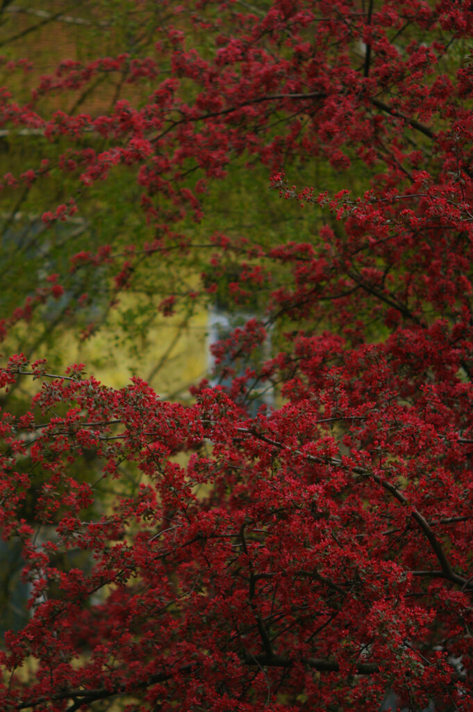 Enna München Tele-Ennalyt 2.8/135mm-4905