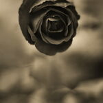 Revuenon 1.2/55mm Pentax K-mount-5551