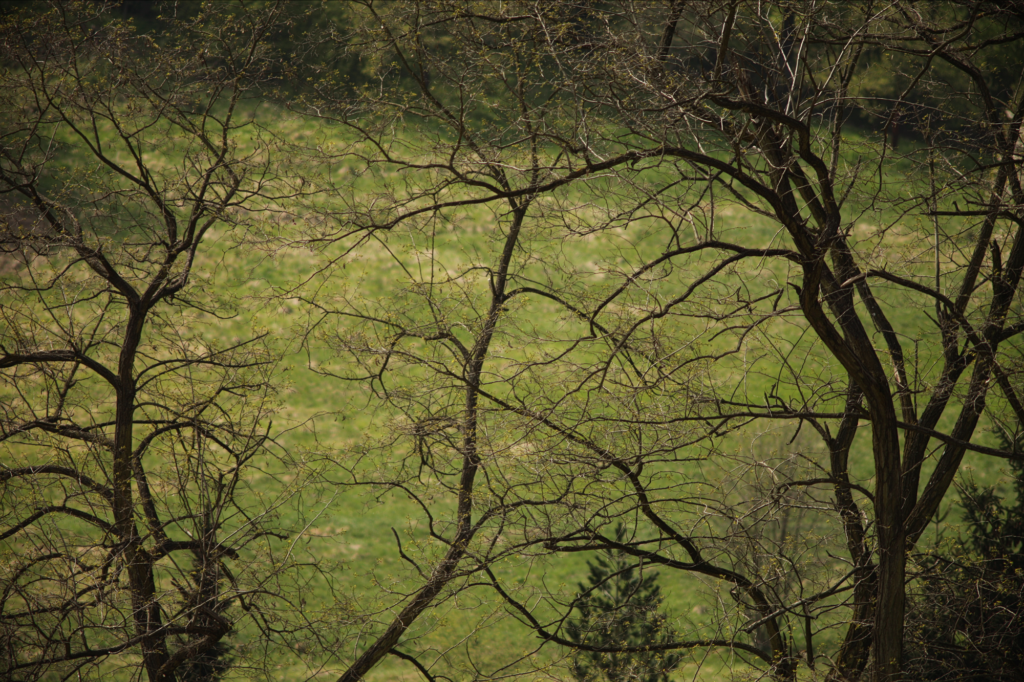 Vivitar / Tokina 6.3 / 400mm-8628