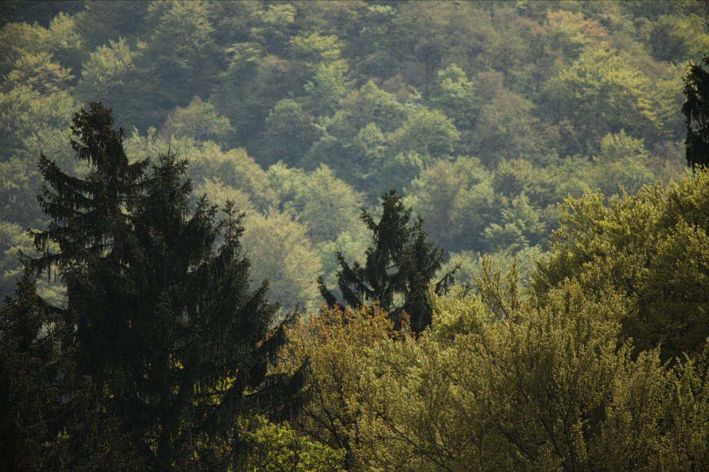 Vivitar / Tokina 6.3 / 400mm-8631