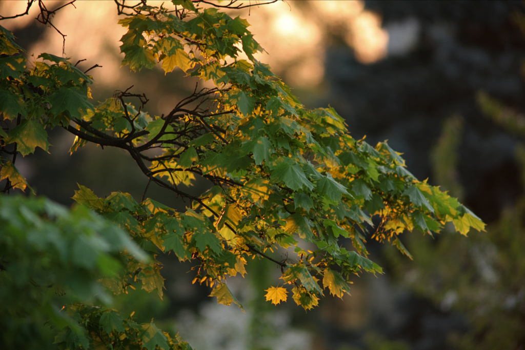 Vivitar / Tokina 6.3 / 400mm-8638