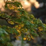 Vivitar / Tokina 6.3 / 400mm-8638