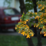 Vivitar / Tokina 6.3 / 400mm-8639