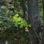 Vivitar / Tokina 6.3 / 400mm-8641