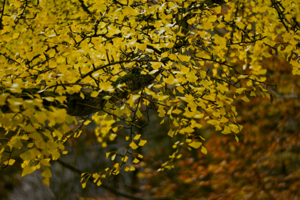VIVITAR 1.8/85mm T2-6698