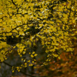 VIVITAR 1.8/85mm T2-6698