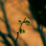 VIVITAR 1.8/85mm T2-6706