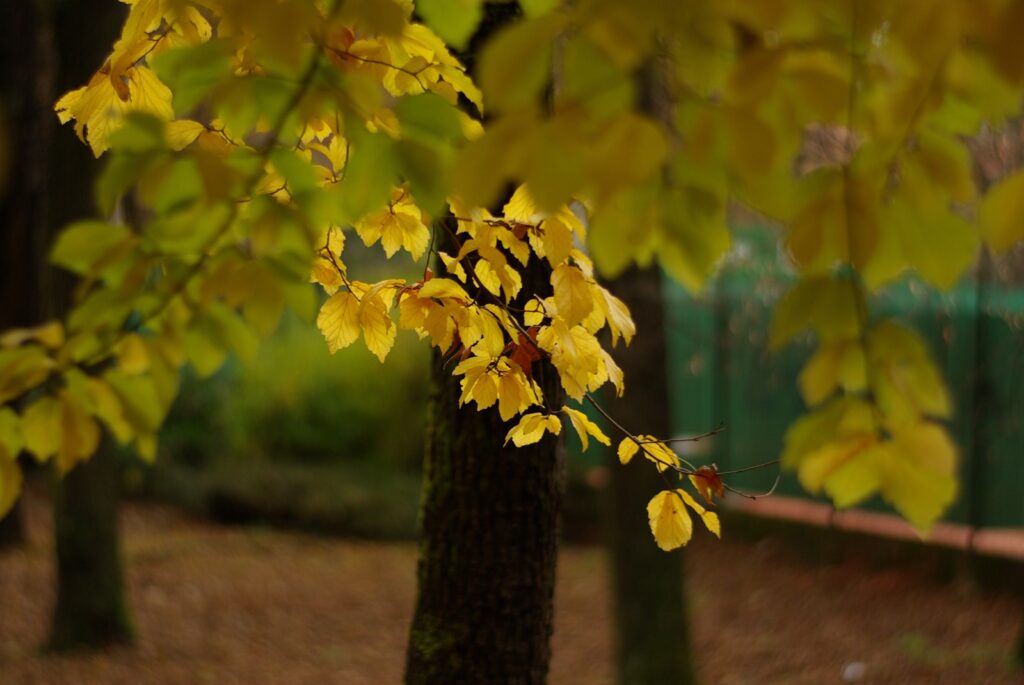 VIVITAR 1.8/85mm T2-6704