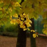 VIVITAR 1.8/85mm T2-6704
