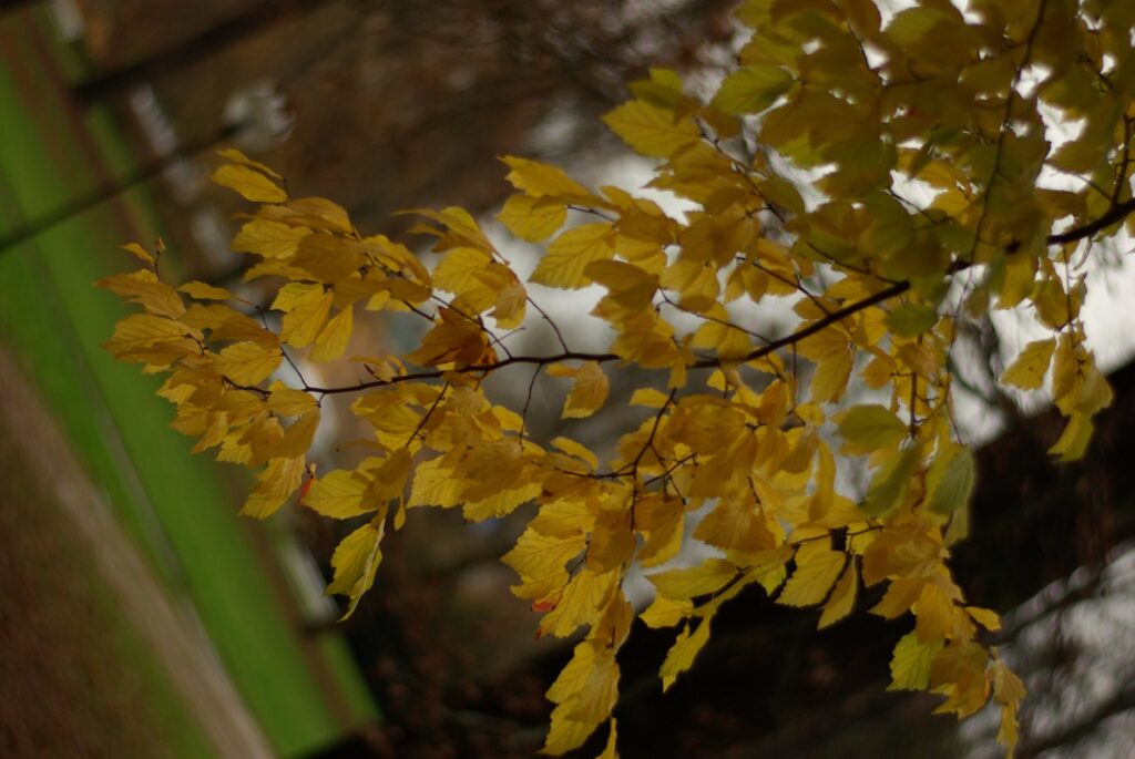 VIVITAR 1.8/85mm T2-6702
