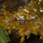 VIVITAR 1.8/85mm T2-6702