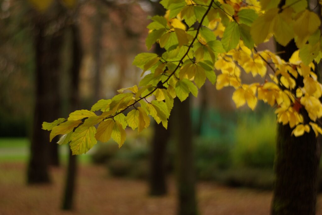 VIVITAR 1.8/85mm T2-6703