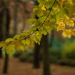VIVITAR 1.8/85mm T2-6703