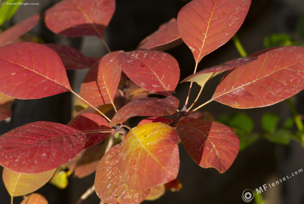 Vivitar 135/2.8 CF-3665