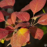 Vivitar 135/2.8 CF-3665