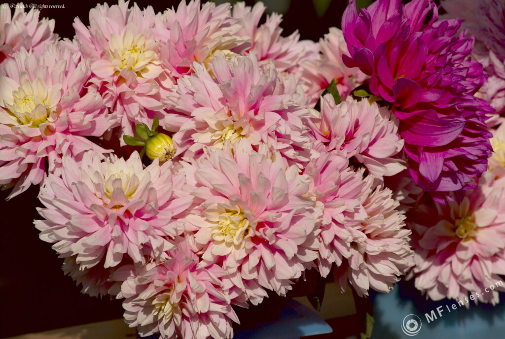 Vivitar 135/2.8 CF-3669