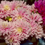 Vivitar 135/2.8 CF-3669
