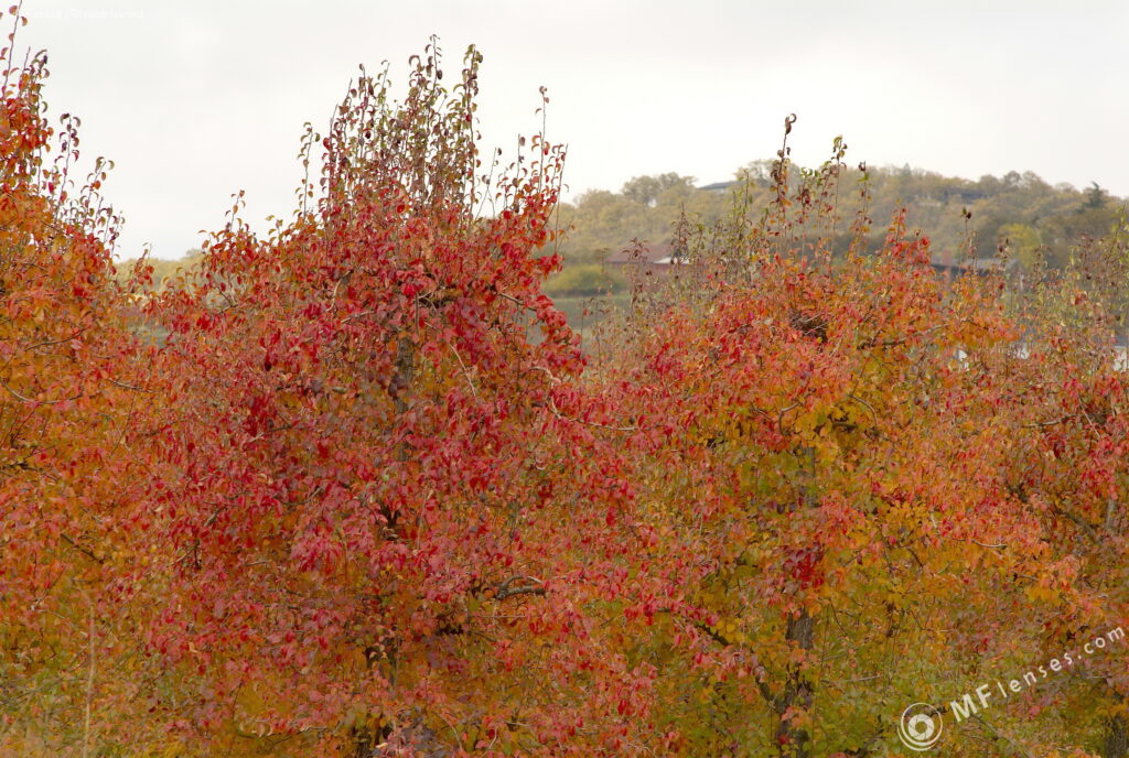 Vivitar 135/2.8 CF-3675
