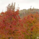 Vivitar 135/2.8 CF-3675