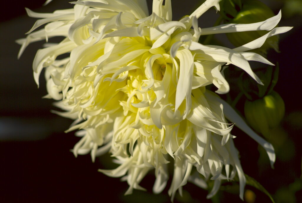 Vivitar 135/2.8 CF-3680