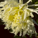 Vivitar 135/2.8 CF-3680