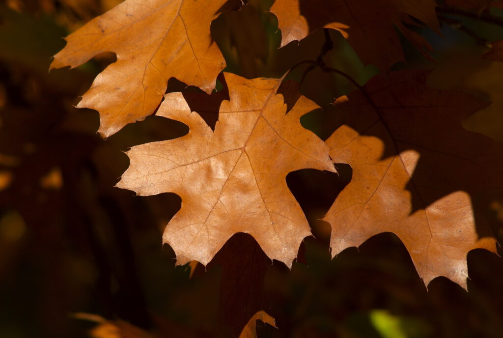 Vivitar 135/2.8 CF-3681
