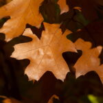Vivitar 135/2.8 CF-3681