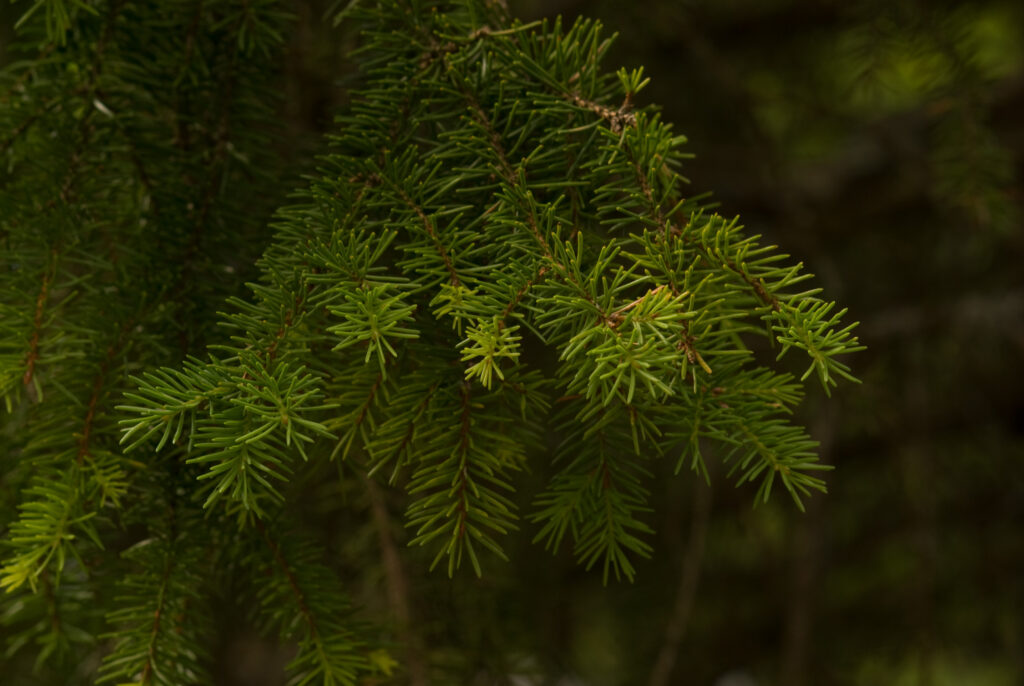 Chinonflex Auto Reflex 100mm f2.8-4712