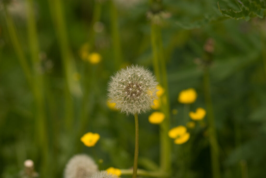 Chinonflex Auto Reflex 100mm f2.8-4714