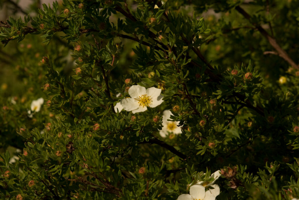 Chinonflex Auto Reflex 100mm f2.8-4719
