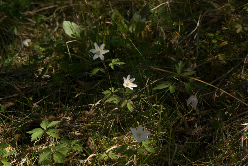 Schneider-Kreuznach Edixa-Tele-Xenar 135mm f3.5-4680