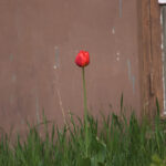 SMC Pentax-M 200mm f4-4697