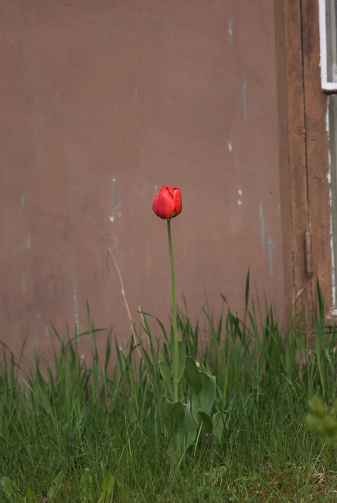 SMC Pentax-M 200mm f4-4697