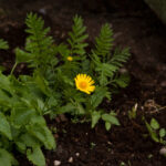 SMC Pentax-M 200mm f4-4698
