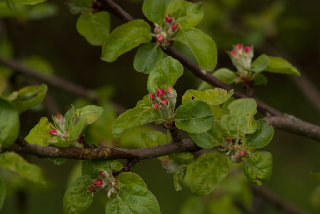 SMC Pentax-M 200mm f4-4699