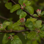 SMC Pentax-M 200mm f4-4699