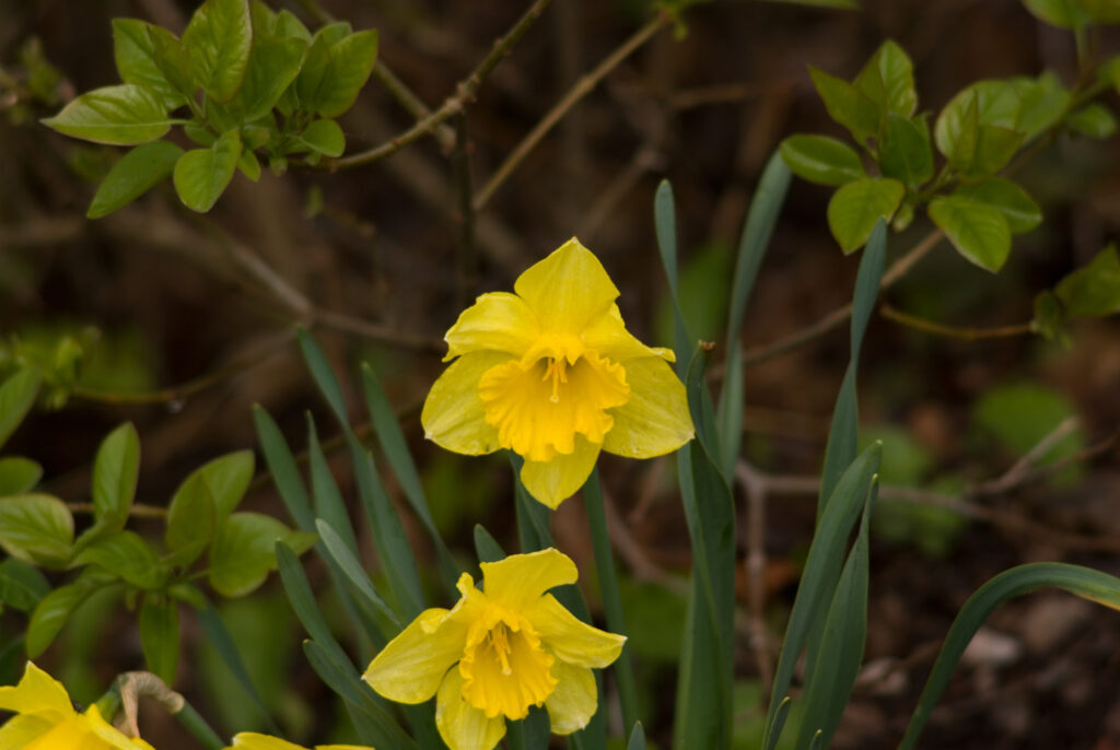 SMC Pentax-M 200mm f4-4700