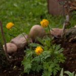 SMC Pentax-M 200mm f4-4705