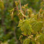 SMC Pentax-M 200mm f4-4706