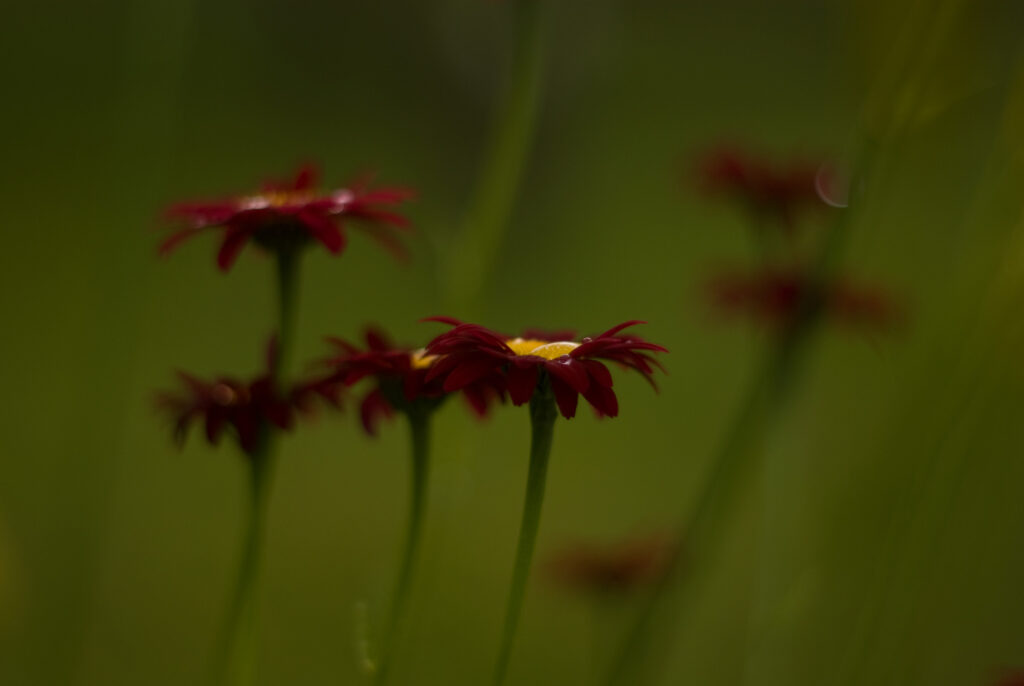 Super Takumar 55mm f1.8-4687