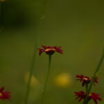 Super Takumar 55mm f1.8-4688